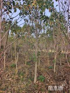 高度350厘米郁金香玉兰