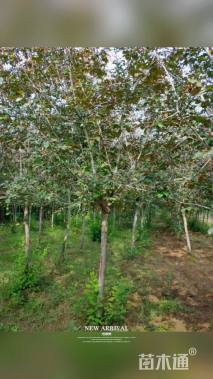 8公分红宝石海棠