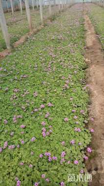 高度19厘米红花酢浆草