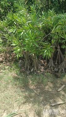 高度120厘米夹竹桃