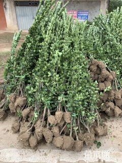 高度210厘米北海道黄杨