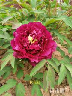 高度30厘米牡丹