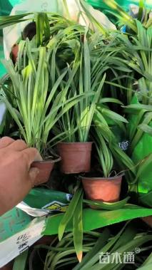 高度30厘米百子莲