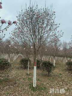 12公分星花玉兰