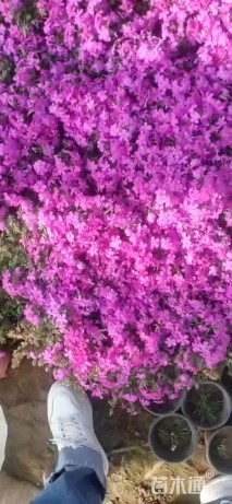 高度20厘米芝樱