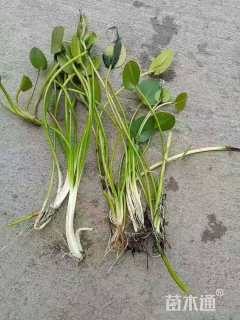 高度20厘米水罂粟