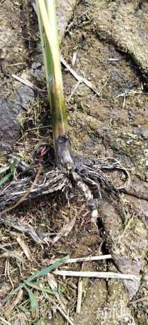 高度40厘米野茭白