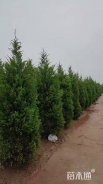 高度18厘米塔柏