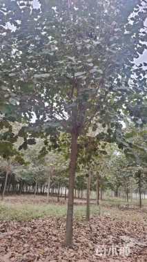 10公分巨紫荆