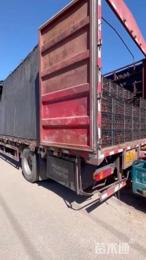 高度50厘米金叶石菖蒲