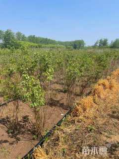 高度250厘米丛生丁香