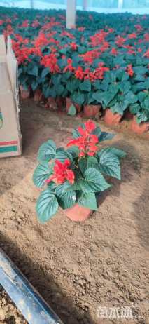 高度12厘米一串红