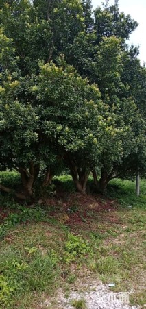 20公分杨梅