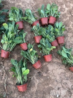 高度10厘米黑心菊