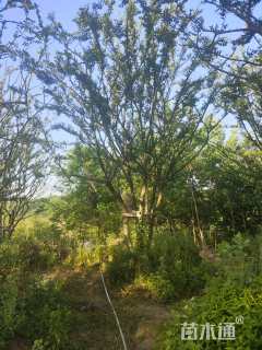 80公分(5杆)丛生朴树