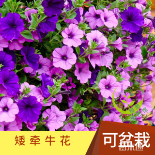 矮牵牛种子