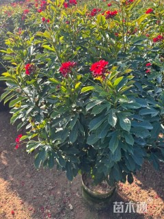 高度150厘米琴叶珊瑚