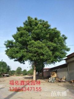 30公分国槐