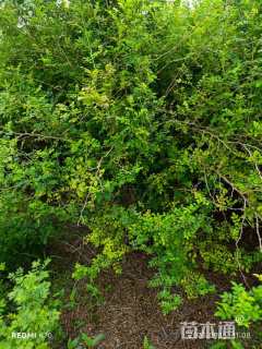 高度160厘米黄刺玫