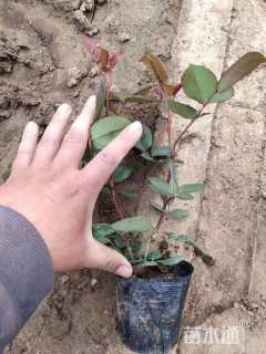 高度25厘米月季