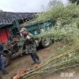 地栽苗金竹