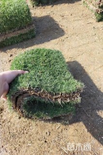 草块状结缕草