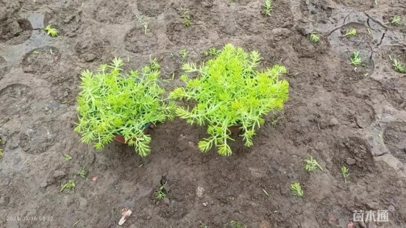 高度5厘米金叶佛甲草