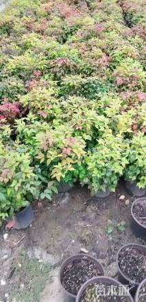 高度35厘米火焰南天竹