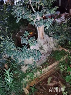 高度80厘米小叶黄杨