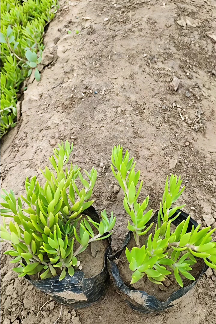 高度10厘米垂盆草
