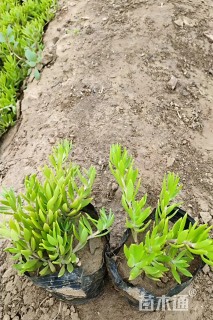 高度10厘米垂盆草