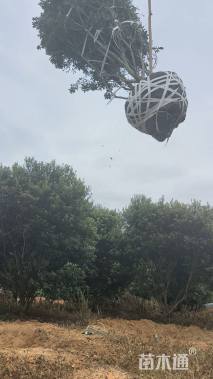 20公分(2杆)丛生杨梅