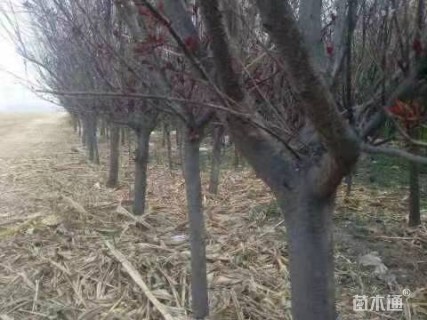 4公分太阳李