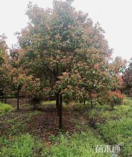 10公分红叶石楠