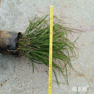 高度50厘米狼尾草