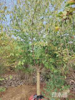 12公分二乔玉兰