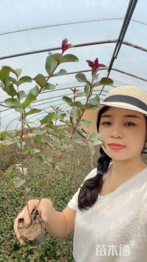 高度50厘米天鹅绒紫薇