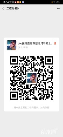 高度35厘米阔叶麦冬草