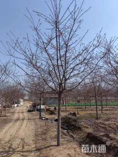 10公分红粉佳人樱