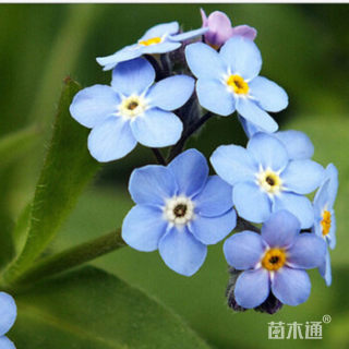 进口勿忘草种子