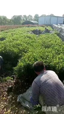 高度40厘米海桐