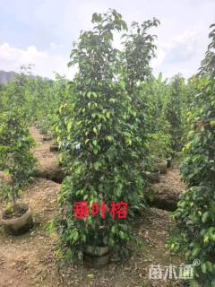 3公分垂叶榕