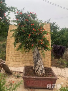 高度100厘米果石榴