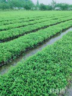 高度20厘米春鹃