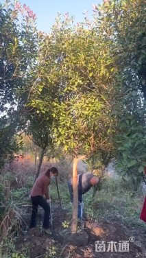 9公分红叶石楠