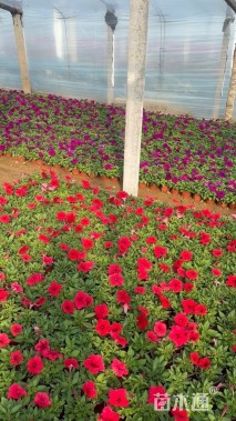 高度10厘米矮牵牛