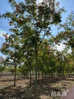 12公分黄山栾树