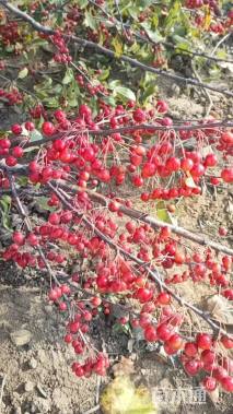 高度300厘米红珠宝海棠