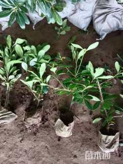 高度40厘米海桐小苗