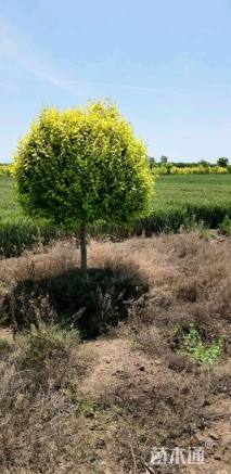 冠幅150厘米金叶榆球